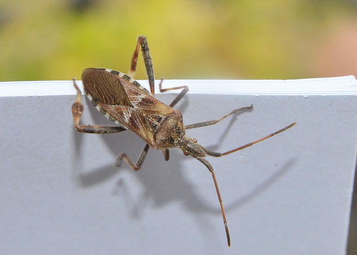 Ceraleptus gracilicornis ? No, Leptoglossus occidentalis.